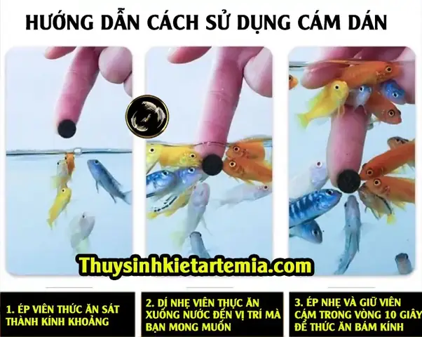 Hướng Dẫn Cách Sử Dụng Cám Dán Cho Cá: Hướng Dẫn Cách Sử Dụng Cám Dán Cho Cá: