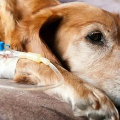 Cám Tăng Trọng Cho Chó Con Là Gì Và Tại Sao Lại Cần Thiết? Cám Tăng Trọng Cho Chó Con Là Gì Và Tại Sao Lại Cần Thiết?