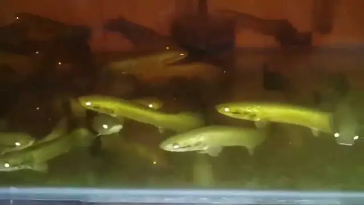 Bán Cá Hải Tượng