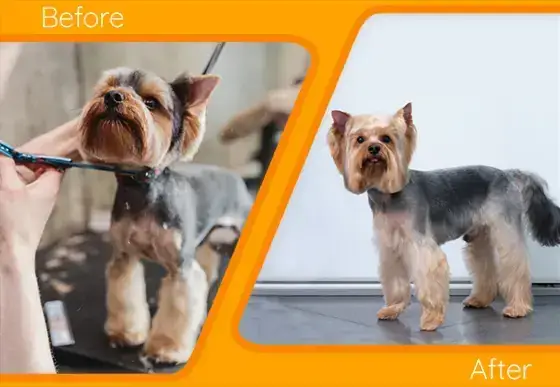 Bảng Giá Cắt Tỉa Tạo Kiểu Lông Chó Mèo + Spa Bảng Giá Cắt Tỉa Tạo Kiểu Lông Chó Mèo + Spa