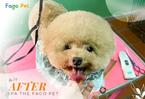 Bảng Giá Cắt Tỉa Tạo Kiểu Lông Chó Mèo + Spa Bảng Giá Cắt Tỉa Tạo Kiểu Lông Chó Mèo + Spa