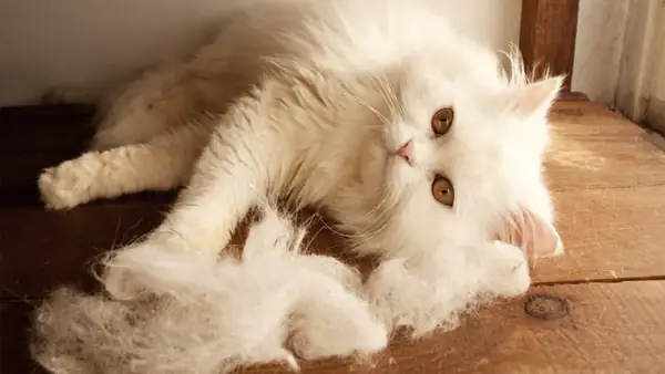 Cạo Lông Mèo Giúp Giải Quyết Tình Trạng Rụng Lông Ở Mèo? Cạo Lông Mèo Giúp Giải Quyết Tình Trạng Rụng Lông Ở Mèo?