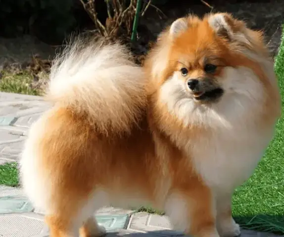 Ưu Điểm Khi Cạo Lông Máu Chó Phốc Sóc