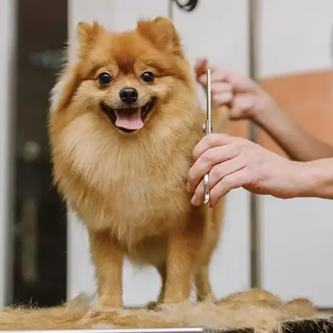 Nhược Điểm Khi Cạo Lông Máu Chó Phốc Sóc