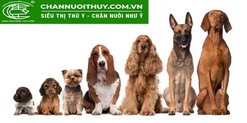 Cắt Đuôi Chó Để Làm Gì? Tác Dụng Của Cắt Đuôi Chó