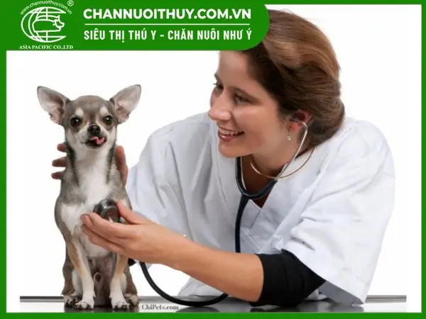 Lưu Ý Về Thời Điểm Vàng Để Cắt Đuôi Chó Không Đau Không Chảy Máu