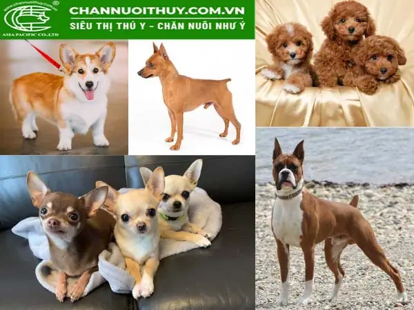 Các Loại Chó Nên Được Cắt Đuôi