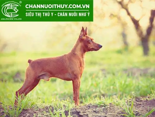 Kĩ Thuật Cắt Đuôi Chó Trưởng Thành