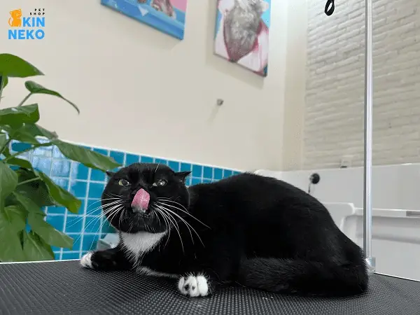 Câu Hỏi Thường Gặp