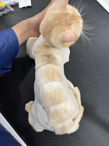 Bảng Giá Và Ưu Đãi Dịch Vụ Grooming