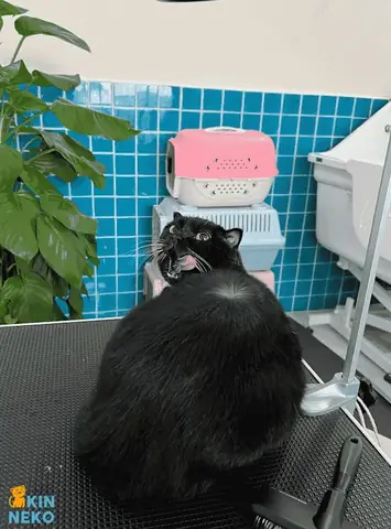 Grooming Tại Kin Neko Có Những Dịch Vụ Nào?