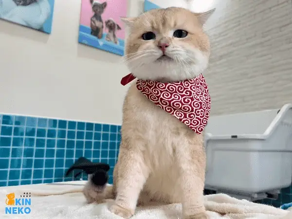 Câu Hỏi Thường Gặp