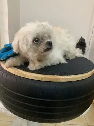 Tiêu Chí Lựa Chọn Địa Chỉ Cắt Tỉa Lông Chó Mèo Uy Tín Tiêu Chí Lựa Chọn Địa Chỉ Cắt Tỉa Lông Chó Mèo Uy Tín