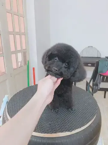 Top 5 Địa Chỉ Cắt Tỉa Lông Chó Mèo Tại Hải Phòng Uy Tín Top 5 Địa Chỉ Cắt Tỉa Lông Chó Mèo Tại Hải Phòng Uy Tín