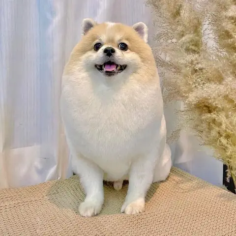 Review Cắt Tỉa Lông Chó Pet Mart Mới Nhất