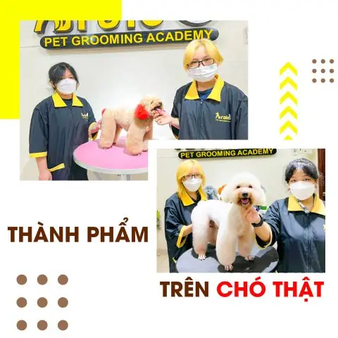 Tầm Quan Trọng Của Cắt Tỉa Lông Chó Chuyên Nghiệp
