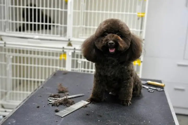 Bàn Cắt Tỉa Lông