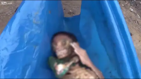 Cậu Bé Bị Cá Piranha Ăn Thịt: Sự Thật Về Loài Cá Được Mệnh Danh Là "sát Thủ Kinh Hoàng" Của Amazon