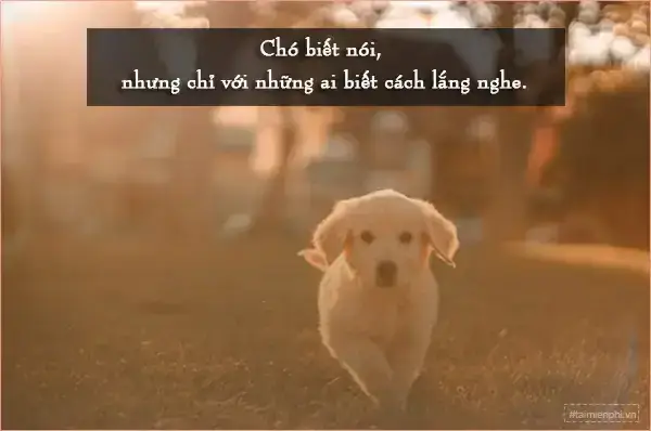 Các Chủ Đề Chính Trong Câu Nói Hay Về Chó Mèo