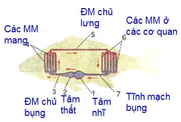 2. Tuần Hoàn Và Hô Hấp