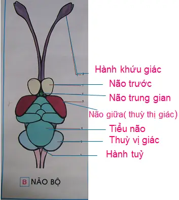 Thần Kinh Và Giác Quan