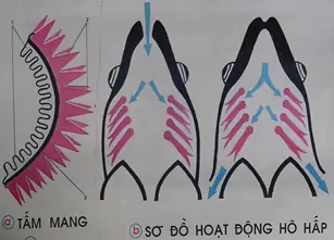 2. Tuần Hoàn Và Hô Hấp