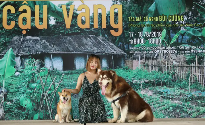 Cậu Vàng Của Lão Hạc Phải Là Chó Ta, Shiba Inu Là Chó Nhật Bản! - Ảnh 6. Cậu Vàng Của Lão Hạc Phải Là Chó Ta, Shiba Inu Là Chó Nhật Bản! - Ảnh 6.