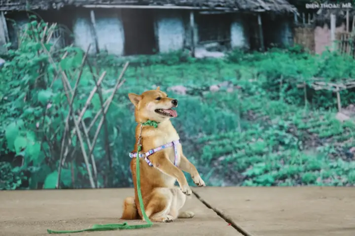 Cậu Vàng Của Lão Hạc Phải Là Chó Ta, Shiba Inu Là Chó Nhật Bản! - Ảnh 2. Cậu Vàng Của Lão Hạc Phải Là Chó Ta, Shiba Inu Là Chó Nhật Bản! - Ảnh 2.