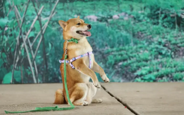 Cậu Vàng Là Chó Shiba Cậu Vàng Là Chó Shiba