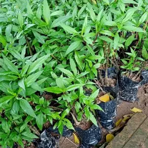 Cây Mần Tưới Đuổi Bọ Chó