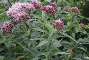 Cây Mần Tưới Đuổi Bọ Chó