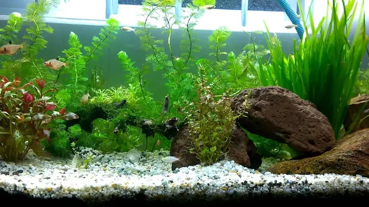 Top 19+ Cây Thủy Sinh Đẹp, Dễ Chăm Sóc & Hợp Phong Thủy Top 19+ Cây Thủy Sinh Đẹp, Dễ Chăm Sóc & Hợp Phong Thủy