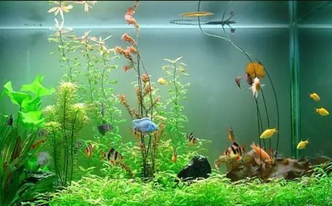 Top 8 Loại Cây Thủy Sinh Trồng Trong Hồ Cá Cảnh – Men Vi Sinh Cho Cá ... Top 8 Loại Cây Thủy Sinh Trồng Trong Hồ Cá Cảnh – Men Vi Sinh Cho Cá ...