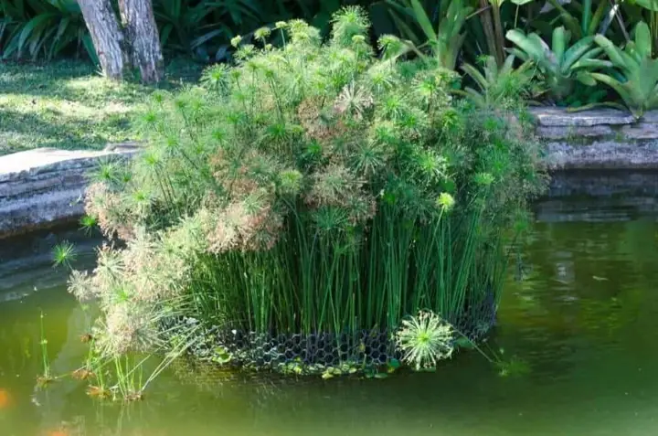 Tổng Hợp Các Loại Cây Làm Sạch Nước Tốt Nhất Tổng Hợp Các Loại Cây Làm Sạch Nước Tốt Nhất