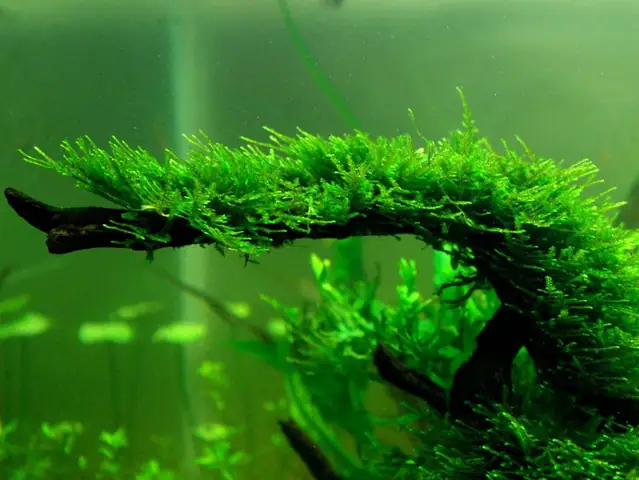 10. Rêu Java (java Moss)
