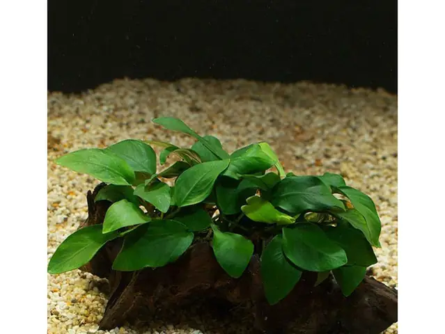Ráy Thủy Sinh (anubia Nana)