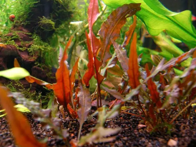 Tiêu Thảo (cryptocoryne Wendttii)