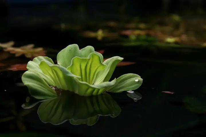 11. Bèo Cái (water Lettuce)