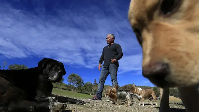 Người Dạy Chó Cesar Millan Bị Điều Tra Tội Hành Hạ Động Vật Ảnh 1