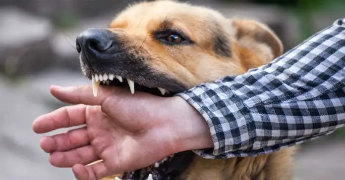 Huấn Luyện Chó Tấn Công: Những Sai Lầm Lớn Thường Gặp – Pethealth