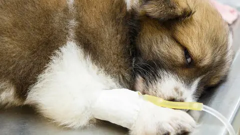 Bệnh Parvo Ở Chó Kéo Dài Bao Lâu? Bệnh Parvo Ở Chó Kéo Dài Bao Lâu?