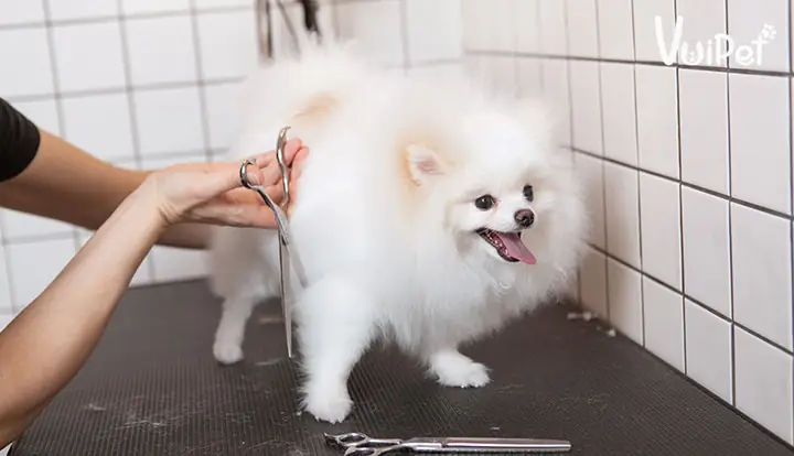 Chó Phốc Sóc Có Rụng Lông Không? Chăm Sóc Cho Có Phốc Sóc