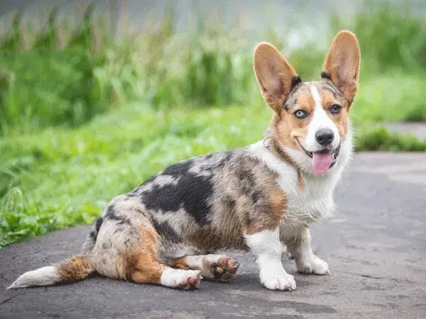 Cách Chăm Sóc Chó Sau Khi Phối Giống