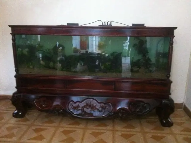 Chân Bể Cá Cảnh: Cẩm Nang Toàn Tập Về Chọn Mua, Thiết Kế & Bảo Quản Chân Bể Cá Cảnh: Cẩm Nang Toàn Tập Về Chọn Mua, Thiết Kế & Bảo Quản