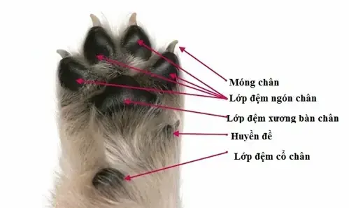 Những Điều Thú Vị Về Bàn Chân Chó Mà Bạn Có Thể Chưa Biết Những Điều Thú Vị Về Bàn Chân Chó Mà Bạn Có Thể Chưa Biết