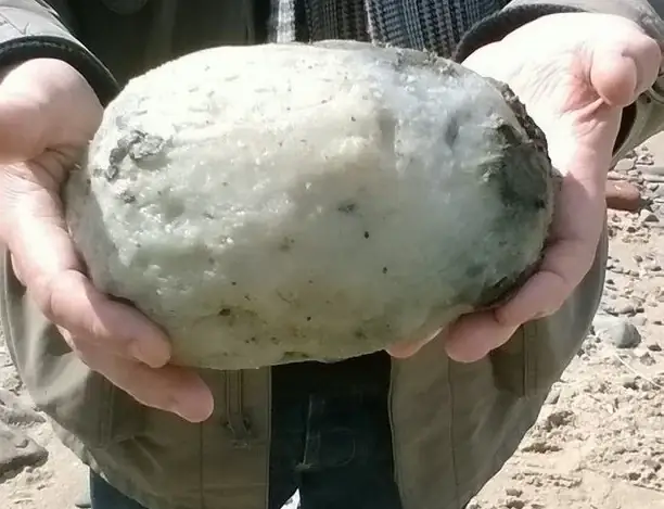 Chất Nôn Cá Voi Là Gì? Long Diên Hương Và Giá Trị Kỳ Lạ Trong Ngành Nước Hoa