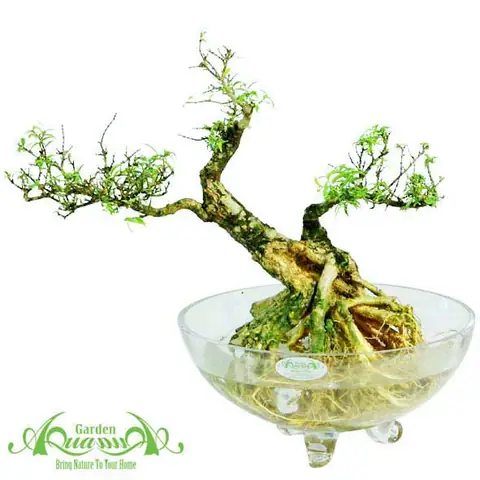 Cây Thủy Canh Aquagarden