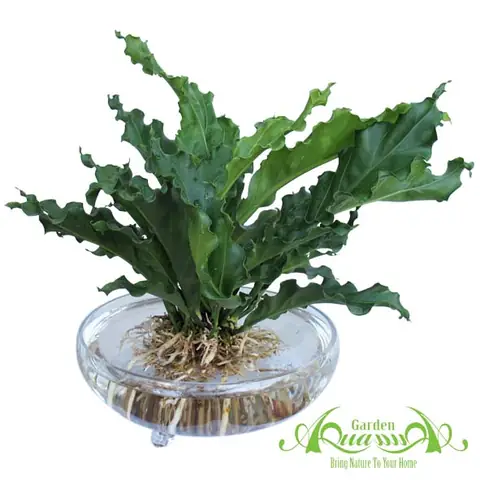 Đai-đe-cay-thuy-canh-aquagarden