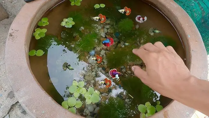 Chậu Nuôi Cá Betta: Hướng Dẫn Chi Tiết Từ A-z Cho Người Mới Bắt Đầu