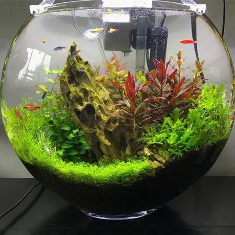 Chậu Nuôi Cá Betta: Hướng Dẫn Chi Tiết Từ A-z Cho Người Mới Bắt Đầu